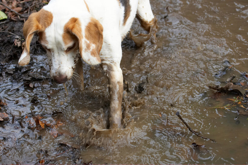 Beagle, Beagles, Dog, Dogs, Mud, Play, Playing, Playtime, Stan, Stream, Water