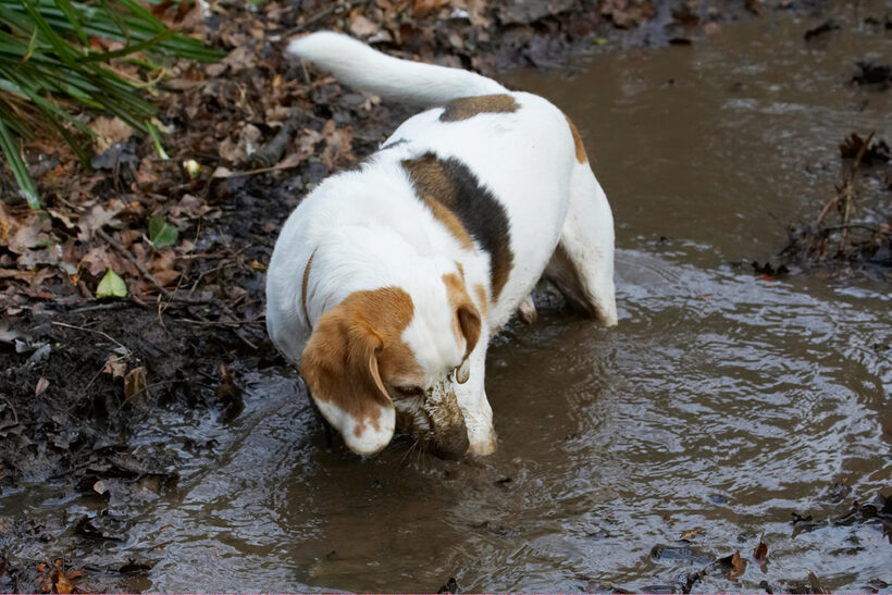 Beagle, Beagles, Dog, Dogs, Mucky, Mud, Play, Playing, Playtime, Stan, Stream, Water