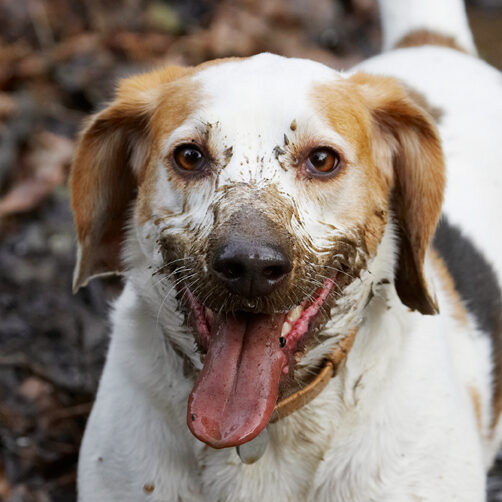 Beagle, Beagles, Dog, Dogs, Head, Mucky, Play, Playing, Playtime, Stan, Tongue