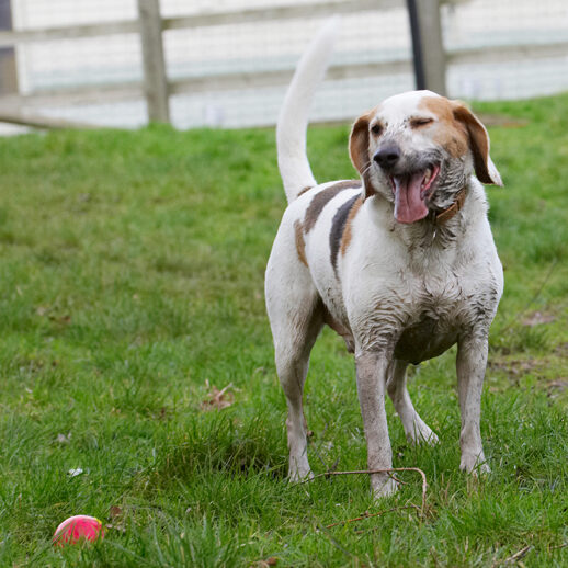 Ball, Beagle, Beagles, Dog, Dogs, Play, Playing, Playtime, Smile, Smiling, Stan, Tongue