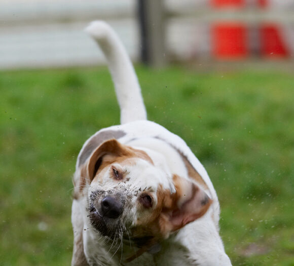 Beagle, Beagles, Dog, Dogs, Play, Playing, Playtime, Shake, Shaking, Stan