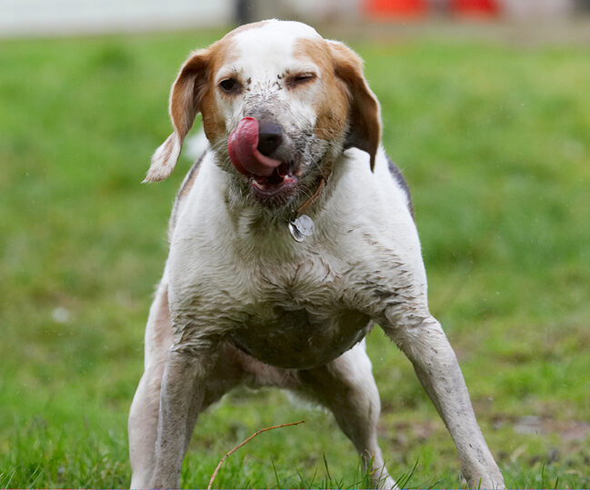 Beagle, Beagles, Dog, Dogs, Mucky, Play, Playing, Playtime, Stan, Tongue