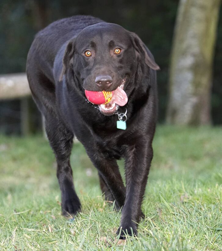 Ball, Chocolate, George, Labrador, Labradors, Play, Playing, Playtime, Tongue