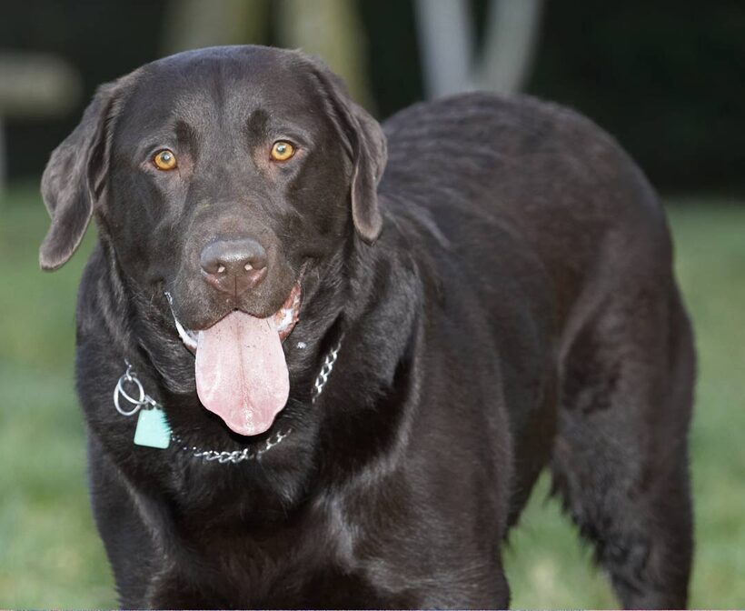 Chocolate, George, Labrador, Labradors, Play, Playing, Playtime, Tongue