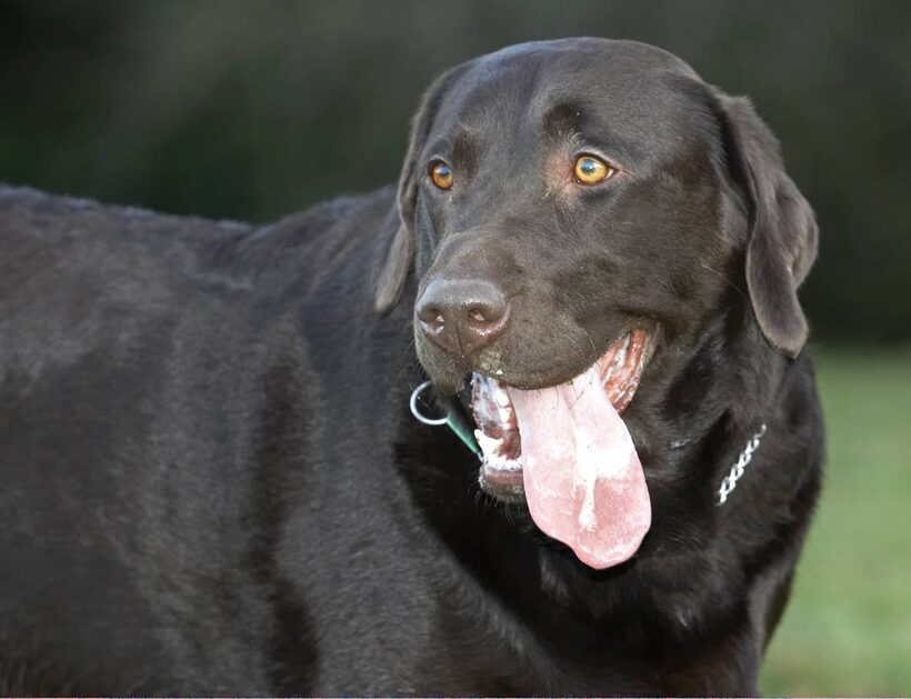 Chocolate, George, Labrador, Labradors, Play, Playing, Playtime, Tongue