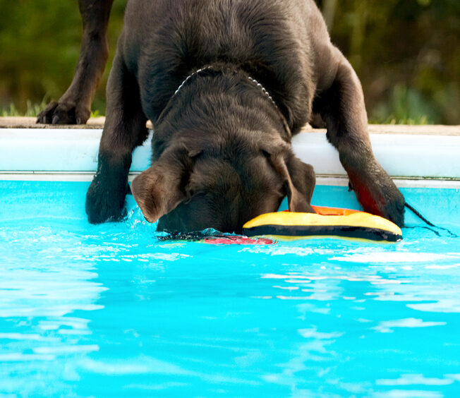 Canines, Labrador, Labradors, Land Mammal, Land Mammals, Play, Playing, Playtime, Pool, Swimming, Terrestrial Mammal, Terrestrial Mammals, Animal, Animals, Canine, Water, Chocolate, Dog, Dogs, George