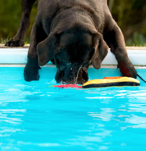 Chocolate, Playing, Play, Land Mammals, Land Mammal, Labradors, Labrador, George, Dogs, Dog, Animal, Animals, Canine, Canines, Playtime, Pool, Swimming, Terrestrial Mammal, Terrestrial Mammals, Water