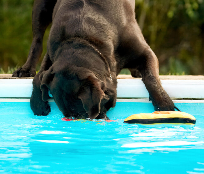 Chocolate, Playing, Play, Land Mammals, Land Mammal, Labradors, Labrador, George, Dogs, Dog, Animal, Animals, Canine, Canines, Playtime, Pool, Swimming, Terrestrial Mammal, Terrestrial Mammals, Water