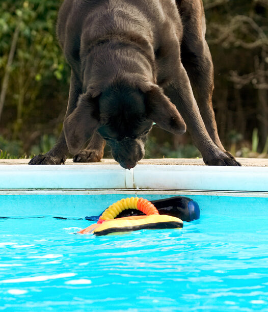 Chocolate, Playing, Play, Land Mammals, Land Mammal, Labradors, Labrador, George, Dogs, Dog, Animal, Animals, Canine, Canines, Playtime, Pool, Swimming, Terrestrial Mammal, Terrestrial Mammals, Water