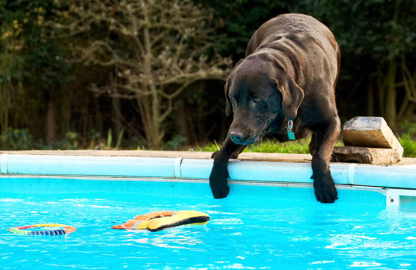 Labradors, Land Mammal, Land Mammals, Play, Playing, Playtime, Pool, Swimming, Terrestrial Mammal, Terrestrial Mammals, Water, Animal, Animals, Canine, Canines, Chocolate, Dog, Dogs, George, Labrador