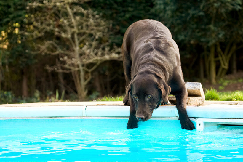 Labradors, Land Mammal, Land Mammals, Play, Playing, Playtime, Pool, Swimming, Terrestrial Mammal, Terrestrial Mammals, Water, Animal, Animals, Canine, Canines, Chocolate, Dog, Dogs, George, Labrador