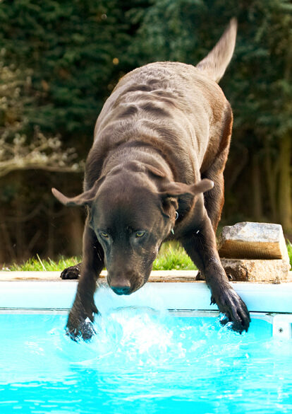 Labradors, Land Mammal, Land Mammals, Play, Playing, Playtime, Pool, Swimming, Terrestrial Mammal, Terrestrial Mammals, Water, Animal, Animals, Canine, Canines, Chocolate, Dog, Dogs, George, Labrador