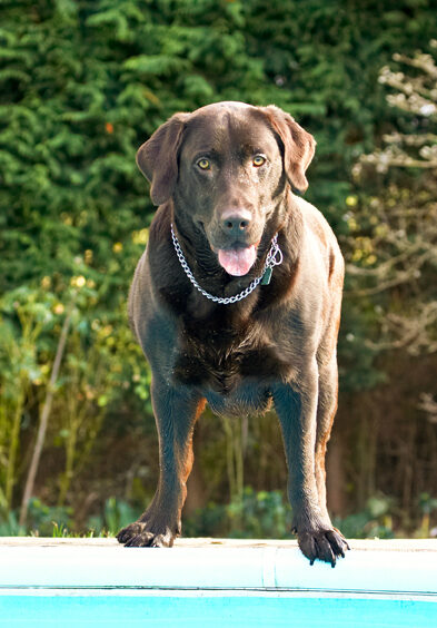 Labradors, Land Mammal, Land Mammals, Play, Playing, Playtime, Pool, Swimming, Terrestrial Mammal, Terrestrial Mammals, Tongue, Water, Animal, Animals, Canine, Canines, Chocolate, Dog, Dogs, George, Labrador