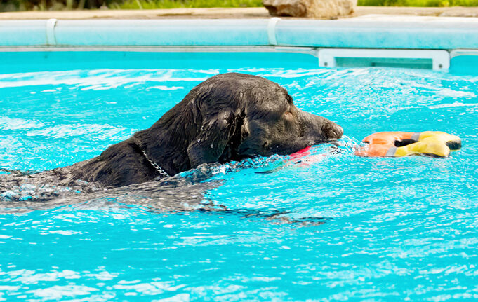 Labradors, Land Mammal, Land Mammals, Play, Playing, Playtime, Pool, Swimming, Terrestrial Mammal, Terrestrial Mammals, Water, Animal, Animals, Canine, Canines, Chocolate, Dog, Dogs, George, Labrador