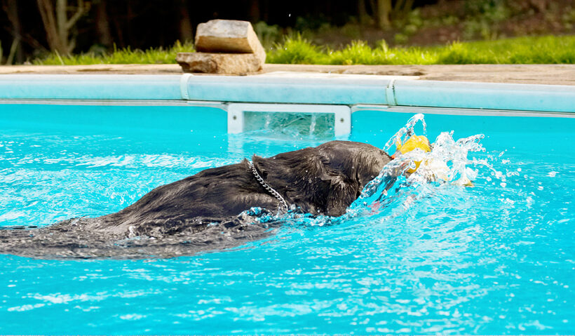 Labradors, Land Mammal, Land Mammals, Play, Playing, Playtime, Pool, Swimming, Terrestrial Mammal, Terrestrial Mammals, Water, Animal, Animals, Canine, Canines, Chocolate, Dog, Dogs, George, Labrador