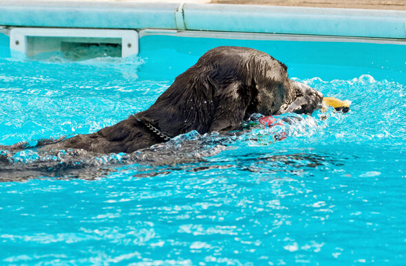 Labradors, Land Mammal, Land Mammals, Play, Playing, Playtime, Pool, Swimming, Terrestrial Mammal, Terrestrial Mammals, Water, Animal, Animals, Canine, Canines, Chocolate, Dog, Dogs, George, Labrador
