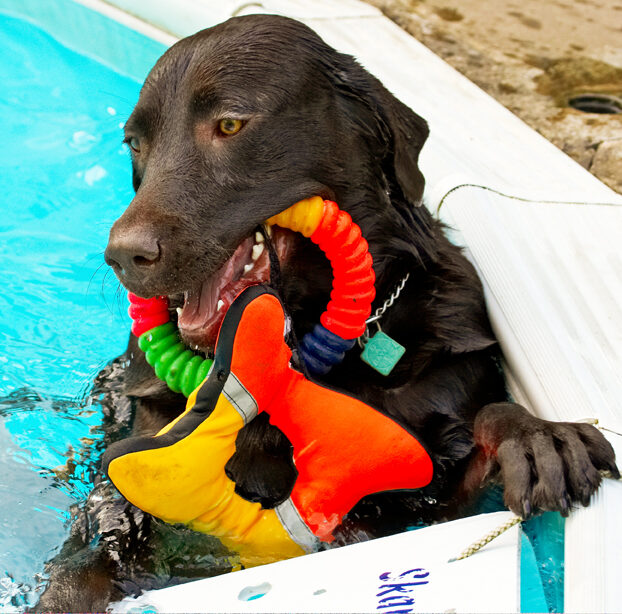 Labradors, Land Mammal, Land Mammals, Play, Playing, Playtime, Pool, Swimming, Terrestrial Mammal, Terrestrial Mammals, Water, Animal, Animals, Canine, Canines, Chocolate, Dog, Dogs, George, Labrador