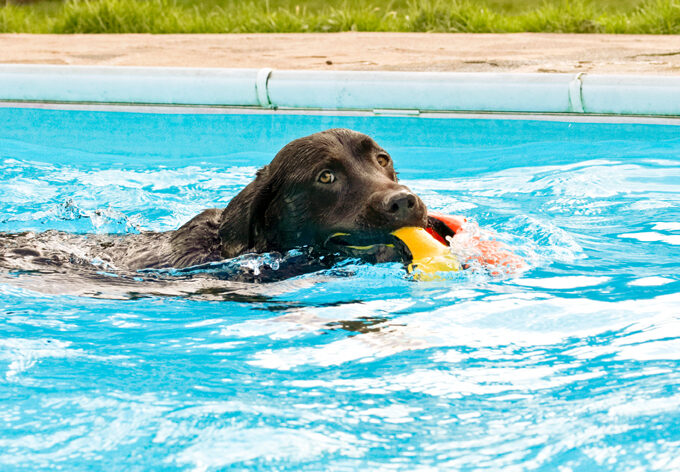 Labradors, Land Mammal, Land Mammals, Play, Playing, Playtime, Pool, Swimming, Terrestrial Mammal, Terrestrial Mammals, Water, Animal, Animals, Canine, Canines, Chocolate, Dog, Dogs, George, Labrador