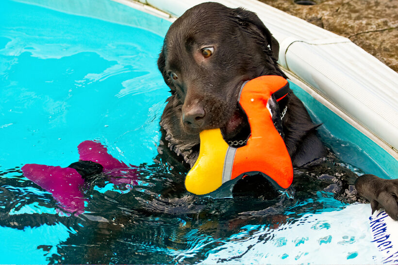 Labrador, Labradors, Land Mammal, Land Mammals, Play, Playing, Playtime, Pool, Swimming, Terrestrial Mammal, Terrestrial Mammals, Water, Animal, Animals, Canine, Canines, Chocolate, Dog, Dogs, George