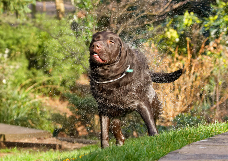 Labradors, Land Mammal, Land Mammals, Play, Playing, Playtime, Pool, Swimming, Terrestrial Mammal, Terrestrial Mammals, Water, Animal, Animals, Canine, Canines, Chocolate, Dog, Dogs, George, Labrador