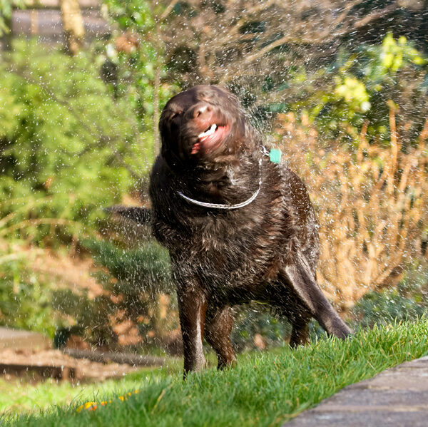 Labradors, Land Mammal, Land Mammals, Play, Playing, Playtime, Pool, Swimming, Terrestrial Mammal, Terrestrial Mammals, Water, Animal, Animals, Canine, Canines, Chocolate, Dog, Dogs, George, Labrador