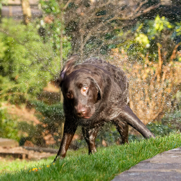 Labradors, Land Mammal, Land Mammals, Play, Playing, Playtime, Pool, Swimming, Terrestrial Mammal, Terrestrial Mammals, Water, Animal, Animals, Canine, Canines, Chocolate, Dog, Dogs, George, Labrador