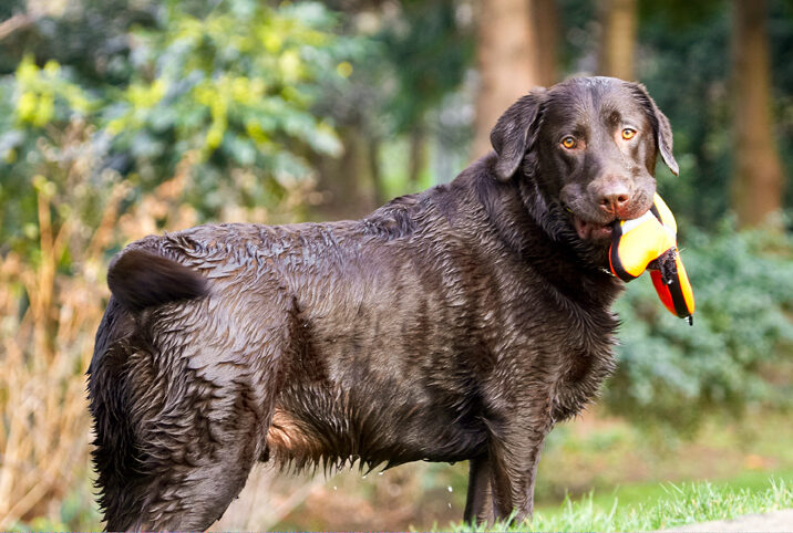 Labradors, Land Mammal, Land Mammals, Play, Playing, Playtime, Pool, Swimming, Terrestrial Mammal, Terrestrial Mammals, Water, Animal, Animals, Canine, Canines, Chocolate, Dog, Dogs, George, Labrador