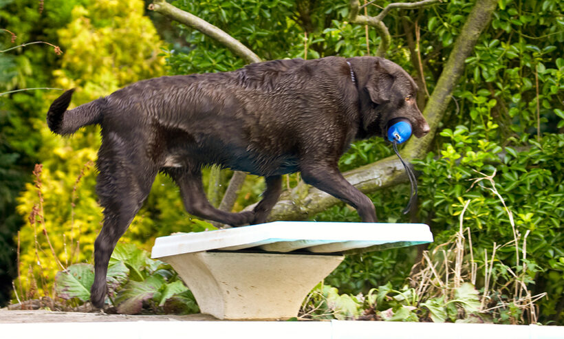 Labradors, Land Mammal, Land Mammals, Play, Playing, Playtime, Pool, Swimming, Terrestrial Mammal, Terrestrial Mammals, Water, Animal, Animals, Canine, Canines, Chocolate, Dog, Dogs, George, Labrador