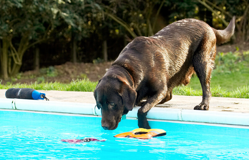 Labradors, Land Mammal, Land Mammals, Play, Playing, Playtime, Pool, Swimming, Terrestrial Mammal, Terrestrial Mammals, Water, Animal, Animals, Canine, Canines, Chocolate, Dog, Dogs, George, Labrador