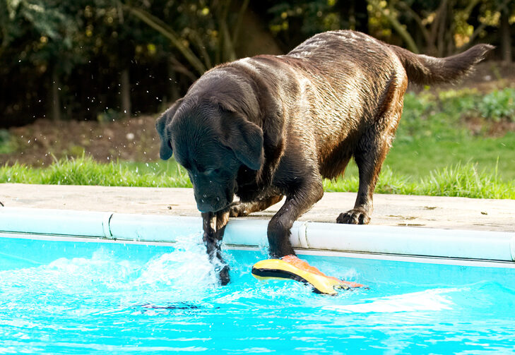 Labradors, Land Mammal, Land Mammals, Play, Playing, Playtime, Pool, Swimming, Terrestrial Mammal, Terrestrial Mammals, Water, Animal, Animals, Canine, Canines, Chocolate, Dog, Dogs, George, Labrador