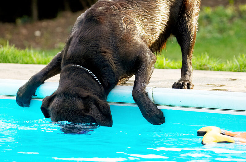 Labradors, Land Mammal, Land Mammals, Play, Playing, Playtime, Pool, Swimming, Terrestrial Mammal, Terrestrial Mammals, Water, Animal, Animals, Canine, Canines, Chocolate, Dog, Dogs, George, Labrador