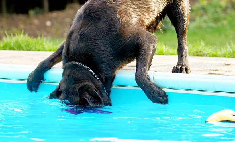 Labradors, Land Mammal, Land Mammals, Play, Playing, Playtime, Pool, Swimming, Terrestrial Mammal, Terrestrial Mammals, Water, Animal, Animals, Canine, Canines, Chocolate, Dog, Dogs, George, Labrador