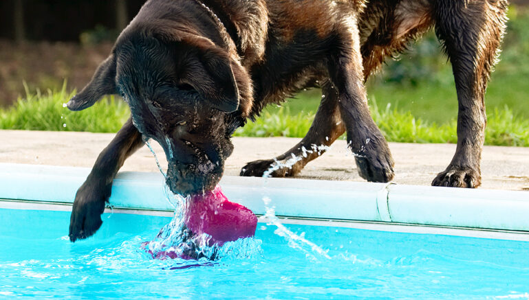 Labradors, Land Mammal, Land Mammals, Play, Playing, Playtime, Pool, Swimming, Terrestrial Mammal, Terrestrial Mammals, Water, Animal, Animals, Canine, Canines, Chocolate, Dog, Dogs, George, Labrador