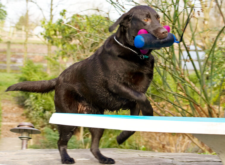 Labradors, Land Mammal, Land Mammals, Play, Playing, Playtime, Pool, Swimming, Terrestrial Mammal, Terrestrial Mammals, Water, Animal, Animals, Canine, Canines, Chocolate, Dog, Dogs, George, Labrador