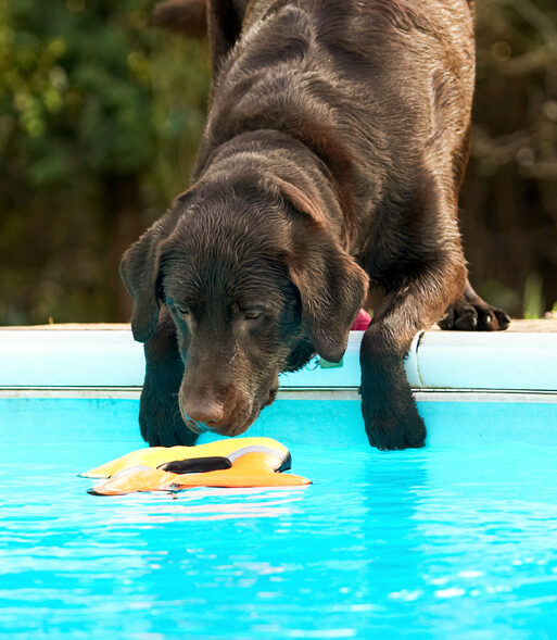 Labradors, Land Mammal, Land Mammals, Play, Playing, Playtime, Pool, Swimming, Terrestrial Mammal, Terrestrial Mammals, Water, Animal, Animals, Canine, Canines, Chocolate, Dog, Dogs, George, Labrador