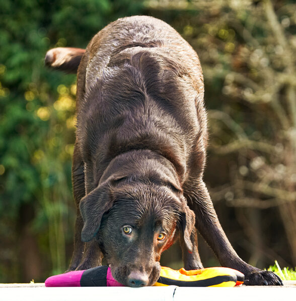 Labradors, Land Mammal, Land Mammals, Play, Playing, Playtime, Pool, Swimming, Terrestrial Mammal, Terrestrial Mammals, Water, Animal, Animals, Canine, Canines, Chocolate, Dog, Dogs, George, Labrador
