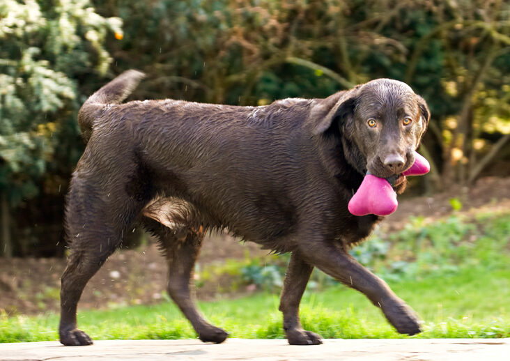 Canines, Labrador, Labradors, Land Mammal, Land Mammals, Play, Playing, Playtime, Pool, Swimming, Terrestrial Mammal, Terrestrial Mammals, Animal, Animals, Canine, Water, Chocolate, Dog, Dogs, George