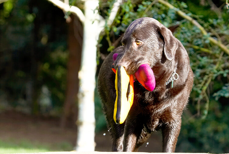 Labradors, Land Mammal, Land Mammals, Play, Playing, Playtime, Pool, Swimming, Terrestrial Mammal, Terrestrial Mammals, Water, Animal, Animals, Canine, Canines, Chocolate, Dog, Dogs, George, Labrador
