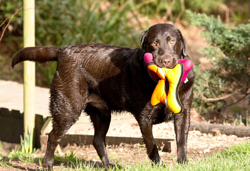 Land Mammal, Land Mammals, Play, Playing, Playtime, Pool, Swimming, Terrestrial Mammal, Terrestrial Mammals, Water, Animal, Animals, Canine, Canines, Chocolate, Dog, Dogs, George, Labrador, Labradors