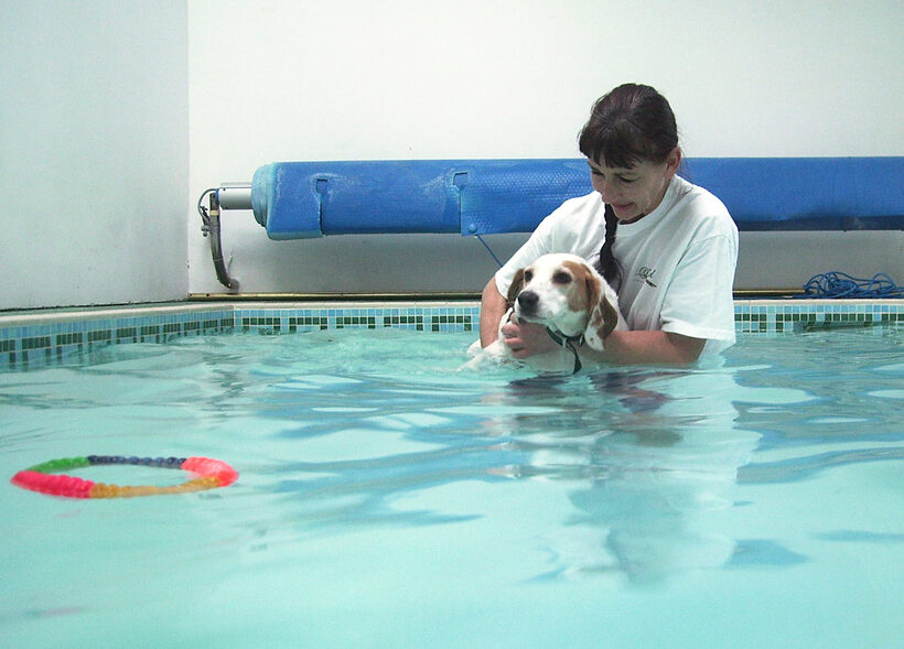 Beagle, Dog, Dogs, Lesson, Marjorie, Pool, Stan, Swim, Swimming