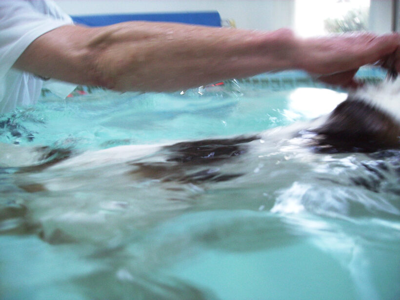 Beagle, Dog, Dogs, Lesson, Pool, Stan, Swim, Swimming