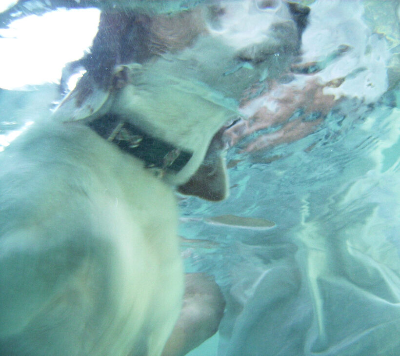 Beagle, Dog, Dogs, Lesson, Pool, Stan, Swim, Swimming, Underwater