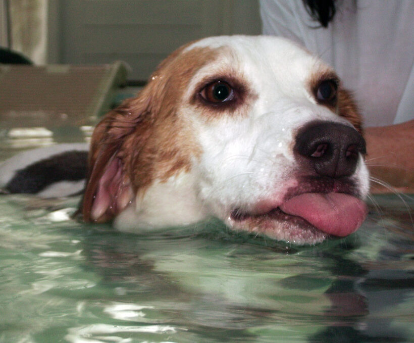 Beagle, Dog, Dogs, Lesson, Pool, Stan, Swim, Swimming, Tongue