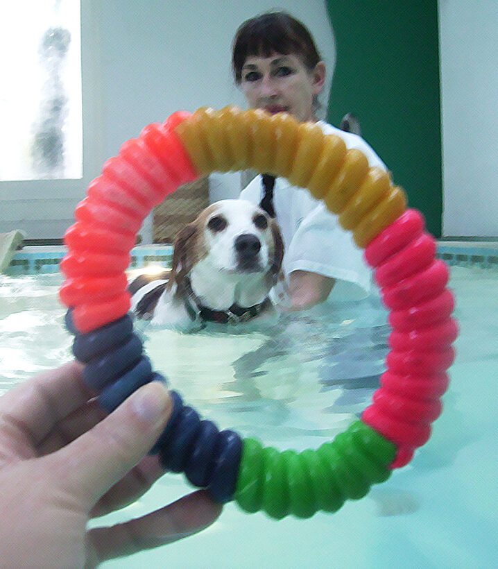 Beagle, Dog, Dogs, Lesson, Marjorie, Pool, Stan, Swim, Swimming