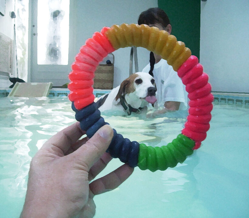 Beagle, Dog, Dogs, Lesson, Pool, Stan, Swim, Swimming, Tongue