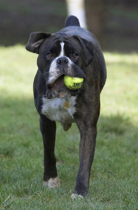 Ball, Boxer, Boxers, Dog, Dogs, George, Play, Playing, Playtime