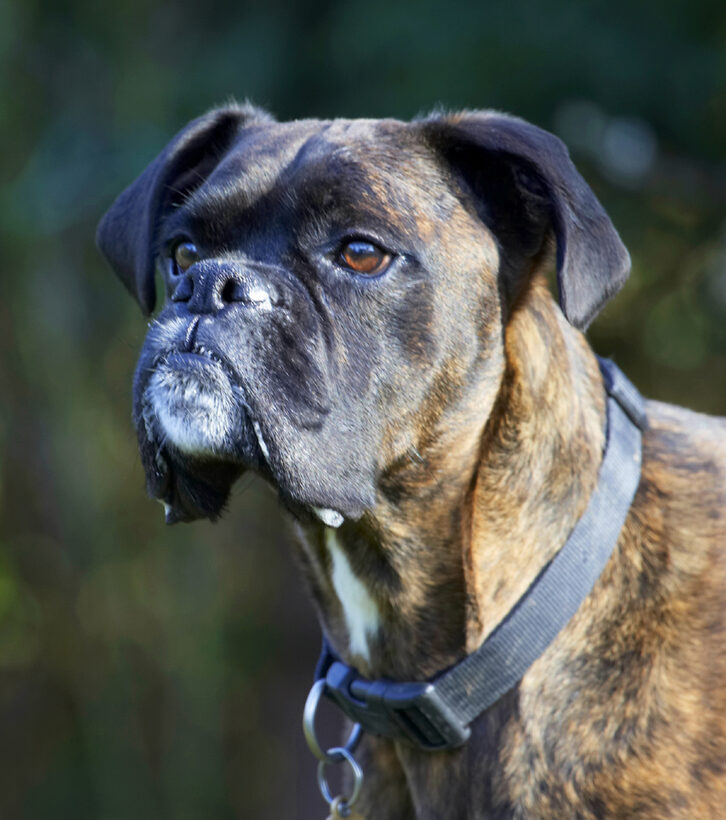 Boxer, Boxers, Dog, Dogs, Play, Playing, Playtime, Zac