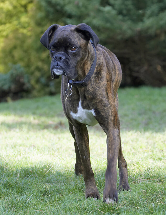 Boxer, Boxers, Dog, Dogs, Play, Playing, Playtime, Zac