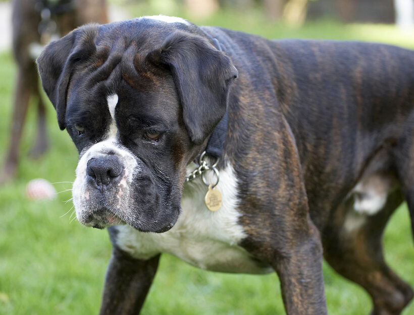 Boxer, Boxers, Dog, Dogs, George, Play, Playing, Playtime, Zac