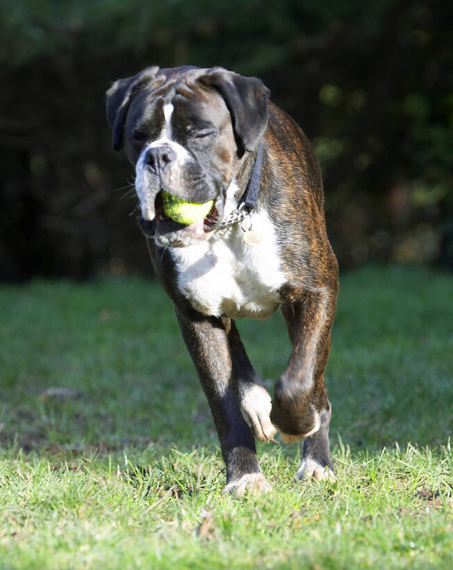 Ball, Boxer, Boxers, Dog, Dogs, George, Play, Playing, Playtime